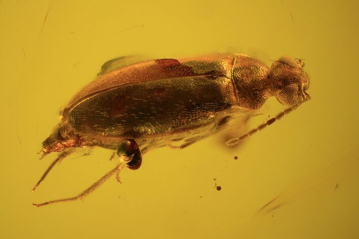 Detailed Fossil Beetle (Coleoptera) In Baltic Amber #90841
